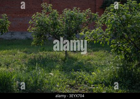Young fruit trees growing in a cultivated garden orchard surrounded by green grass. The image represents home gardening, small scale fruit production, Stock Photo