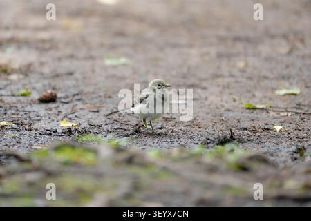 White wagtail (Motacilla alba) standing on a woodland path while searching the ground for insects. Stock Photo