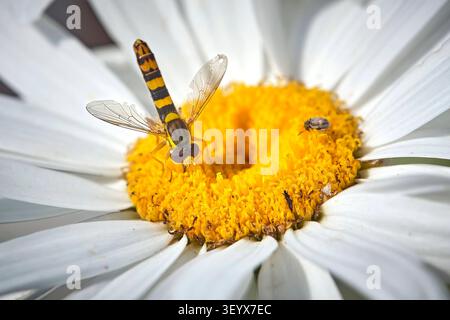 Gewöhnliche Langbauchschwebfliege  Sphaerophoria scripta . Gewöhnliche Langbauchschwebfliege  Sphaerophoria scripta . 20260624MIC0149 *** Common Long-bellied Hoverfly Sphaerophoria scripta Common Long-bellied Hoverfly Sphaerophoria scripta 20260624MIC0149 Stock Photo