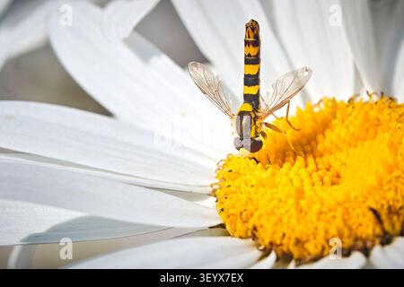 Gewöhnliche Langbauchschwebfliege  Sphaerophoria scripta . Gewöhnliche Langbauchschwebfliege  Sphaerophoria scripta . 20260624MIC0146 *** Common Long-bellied Hoverfly Sphaerophoria scripta Common Long-bellied Hoverfly Sphaerophoria scripta 20260624MIC0146 Stock Photo
