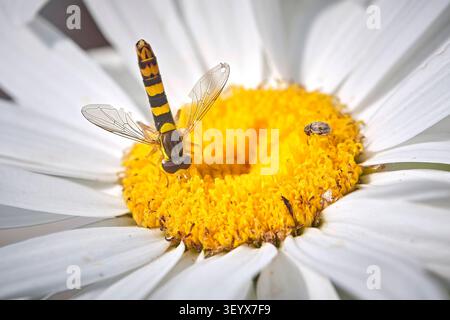 Gewöhnliche Langbauchschwebfliege  Sphaerophoria scripta . Gewöhnliche Langbauchschwebfliege  Sphaerophoria scripta . 20260624MIC0150 *** Common Long-bellied Hoverfly Sphaerophoria scripta Common Long-bellied Hoverfly Sphaerophoria scripta 20260624MIC0150 Stock Photo