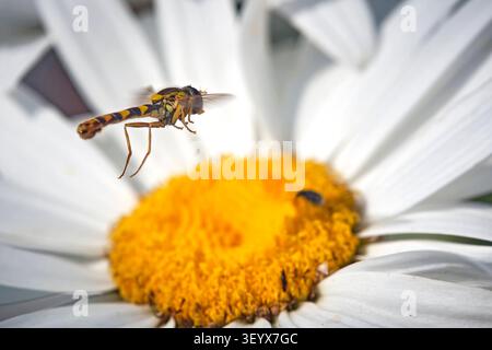 Gewöhnliche Langbauchschwebfliege  Sphaerophoria scripta . Gewöhnliche Langbauchschwebfliege  Sphaerophoria scripta . 20260624MIC0155 *** Common Long-bellied Hoverfly Sphaerophoria scripta Common Long-bellied Hoverfly Sphaerophoria scripta 20260624MIC0155 Stock Photo