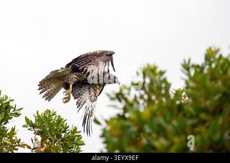 Juvenile red-tailed Hawk landing on tree branches. California. USA. Stock Photo