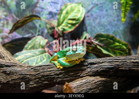 Magnificent Tree Frog on a Branch Stock Photo