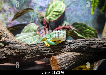 Magnificent Tree Frog on a Branch Stock Photo