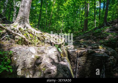 Mossy Tree Roots and Cascading Stream in Enchanted Idyllic Sunlit Summer Forest Stock Photo