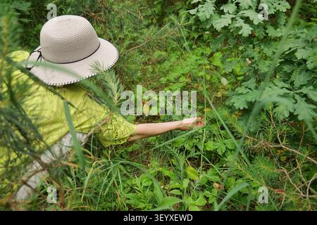 Woman Foraging for Wild Strawberries in Woodland Stock Photo