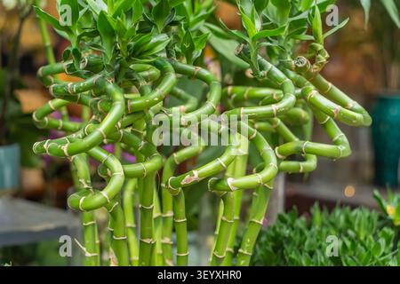 Lucky bamboo plant (Dracaena sanderiana)for sale Stock Photo