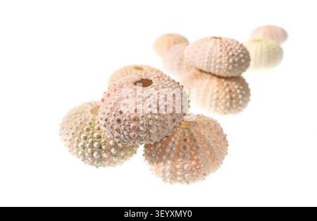 sea urchin shell isolated on white background Stock Photo
