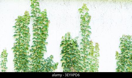 green ivy isolated on white background Stock Photo