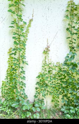 green ivy isolated on white background Stock Photo