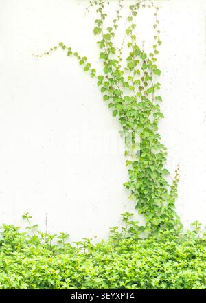 ivy leaves isolated on white background Stock Photo