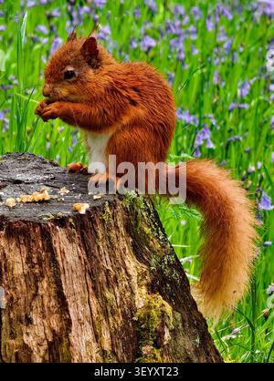 Red Squirrel (Sciurus vulgaris) Stock Photo