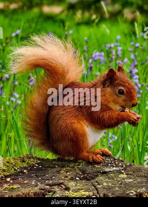 Red Squirrel (Sciurus vulgaris) Stock Photo