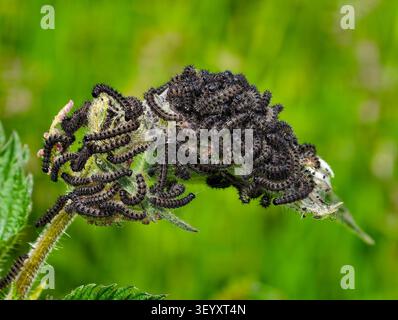 Small Tortoiseshell Aglais urticae - caterpillars on Stinging Nettle Urticae dioica Stock Photo