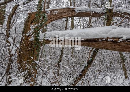Winter forest wilderness with snow covered broken tree after the storm. Stock Photo