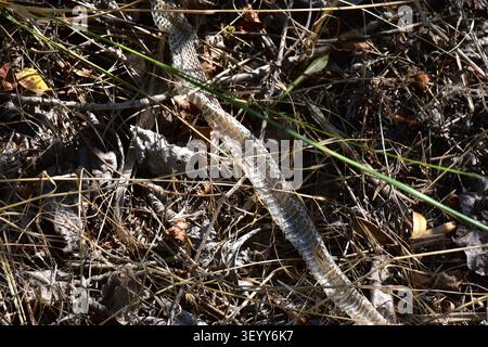A shed snake skin in dry grass in the forest on a summer day Stock Photo