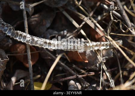 A shed snake skin in dry grass in the forest on a summer day Stock Photo