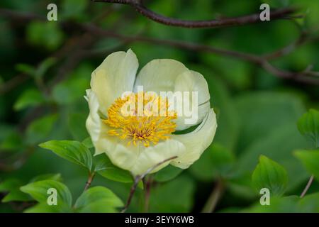Pale yellow Paeonia daurica subsp. mlokosewitschii ('Molly the Witch') in full bloom, featuring luminous petals and golden stamens. Stock Photo