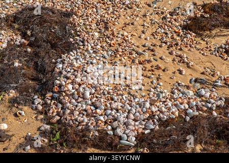 Seashells scattered across sandy beach with natural seaweed patterns and texture Stock Photo
