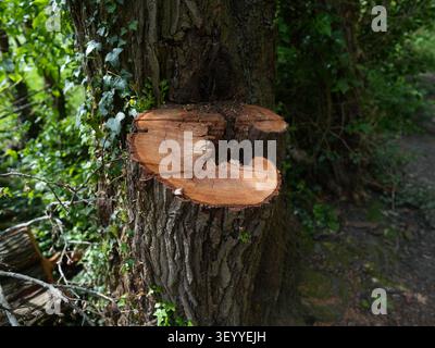 freshly clean cut tree stump in country park photo taken in the UK detailed image Stock Photo