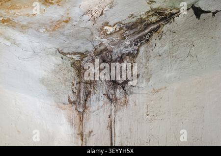 Mold from moisture and neglect on ceiling and wall in corner of room. Peeling plaster. Restoration. Stock Photo