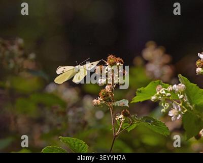 Large white Butterfly Pieris brassicae feeding on bramble flowers in woodland July Summer Stock Photo