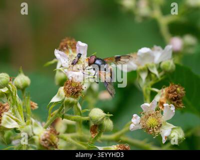 Pellucid Fly - Volucella pellucens July Summer feeding on bramble in woodland Stock Photo