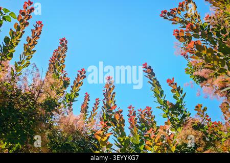 Natural frame made of smoke tree branches with red leaves and pink fluffy flowers around clear blue sky copyspace. Stock Photo