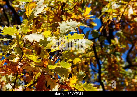 Colorful autumn oak leaves on the branch of oak tree in the forest Stock Photo