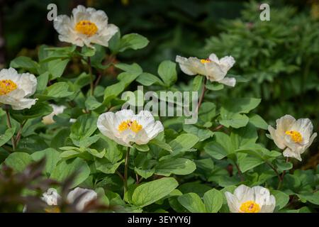 Pale yellow Paeonia daurica subsp. mlokosewitschii ('Molly the Witch') blooming in a lush spring garden, with delicate ivory petals. Stock Photo