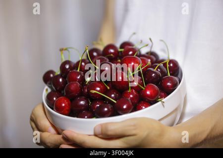 A close-up photograph showing a woman's hands holding a simple white ceramic bowl abundantly filled with fresh, plump, dark red sweet cherries with th Stock Photo