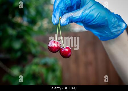Close-up of two glossy dark red cherries hanging by their stems, held by a hand wearing a blue latex glove. The ripe cherries, likely sweet cherries Stock Photo