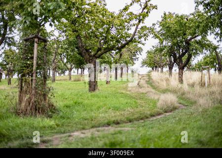 A narrow dirt path leads through an orchard of mature trees and tall grass. Calm natural composition and open space suit countryside, farming, and pea Stock Photo