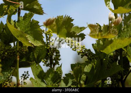 Young grape clusters developing among green vine leaves in a vineyard during the growing season Stock Photo