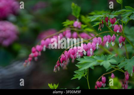 Blooming old-fashioned bleeding heart (Dicentra spectabilis, syn. Lamprocapnos spectabilis) displaying elegant pink heart-shaped flowers. Stock Photo