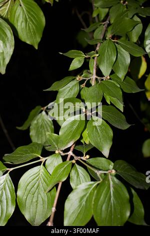 Cornus mas branch close up with ripe fruits Stock Photo