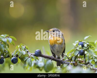 Robin (Erithacus rubecula), a young bird perched on a blackthorn branch (Prunus spinosa), Hesse, Germany Stock Photo
