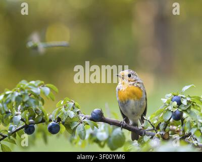 Robin (Erithacus rubecula), a young bird perched on a blackthorn branch (Prunus spinosa), Hesse, Germany Stock Photo