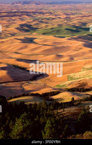 Late afternoon sunlight casts a warm glow over the undulating hills of the Palouse Prairie in Washington. Green fields of spring wheat contrast with b Stock Photo
