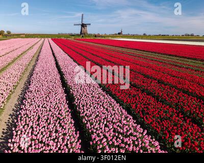 Wide view of vibrant tulip fields in pink, red, and white rows stretching to the horizon, with a traditional windmill in the distance under a clear bl Stock Photo