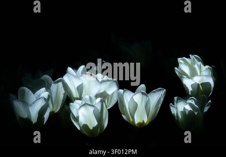 White tulips illuminated in the dark, with soft highlights and deep shadows. Elegant spring flowers create a serene, minimalist botanical background. Stock Photo