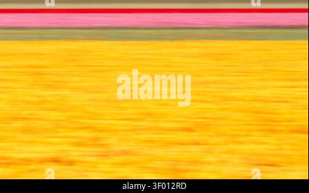 Abstract motion blur image of colorful tulip fields forming horizontal stripes of yellow, pink, and green, creating a vibrant spring background with d Stock Photo