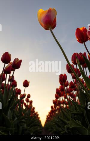 Dramatic low-angle perspective of rows of red tulips with one tall yellow bloom rising above, against a soft evening sky, capturing springtime growth Stock Photo