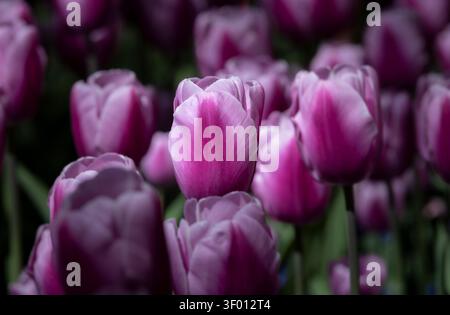Close-up photo of purple tulips in soft natural light, with shallow depth of field and dreamy bokeh background, capturing spring bloom texture and gar Stock Photo