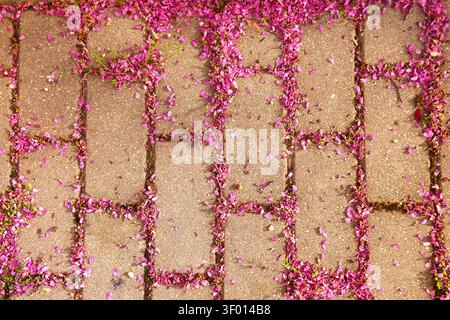 Close-up top view of pink flower petals scattered on brick pavement, forming a textured spring background with natural pattern, soft color contrast, a Stock Photo