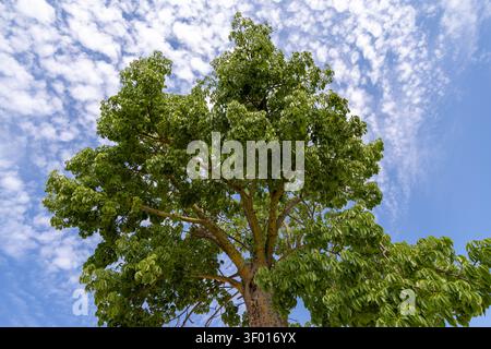 Looking up at the lush foliage of a large tree with textured bark, set against a dynamic sky filled with wispy clouds Stock Photo