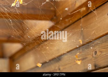 A delicate spiderweb, adorned with tiny water droplets, is stretched across weathered wooden planks, catching the light Stock Photo