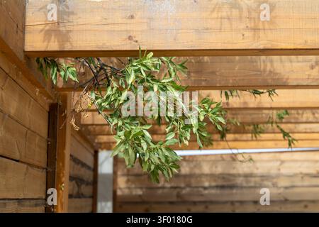 Sunlight filters through the leaves of a tree, casting shadows on the weathered wooden planks of an outdoor shelter Stock Photo