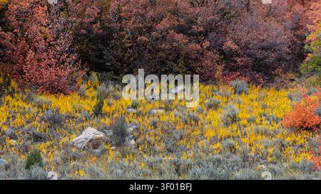 Golden autumn foliage contrasting with rust colored trees and sagebrush on a mountainside Stock Photo